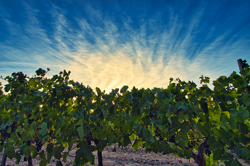 Mirabel-aux-Baronnies, France - August 24, 2020. View of a sunset over the vineyards of Provence in the heart of the Provençal Drome. in the foreground, vines in leaf a few days before the harvest are visible. in the background, in the sky, the wind draws a piano of clouds.