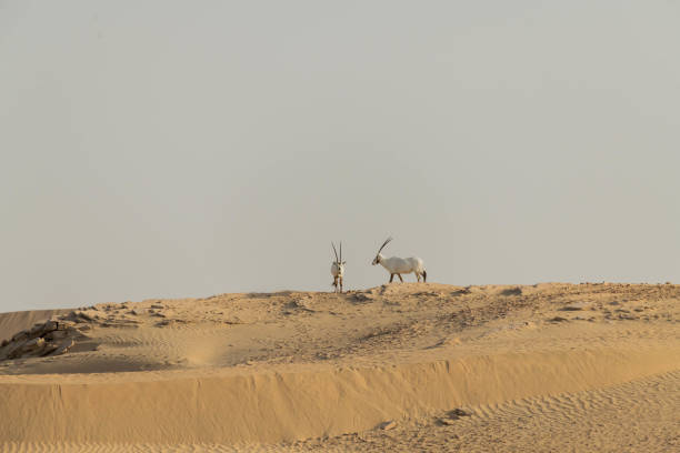 Wild Animal Arabian Oryx in Dubai Desert