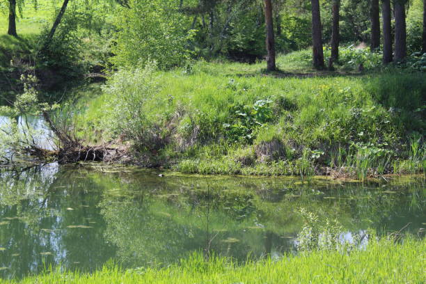 istock beautiful landscape pond, river with forest in summer 1269936354