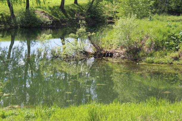 istock beautiful landscape pond, river with forest in summer 1269936356