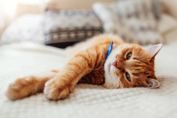chat de gingembre se détendre sur le divan dans le salon entouré de coussins. animal de compagnie ayant le bon temps - col photos et images de collection
