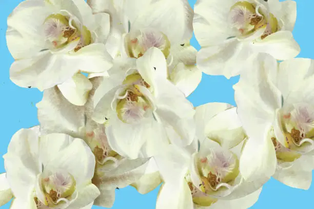 Vector illustration of White orchids on a blue background