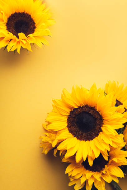 istock Yellow Sunflower Bouquet 1269940866