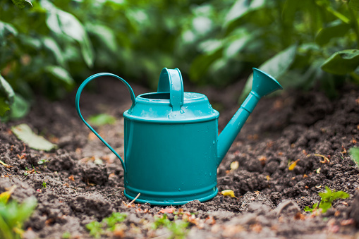 Close up of a turquoise metal watering can on the ground near vegetable planting gardening watering plants caring for seedlings on a summer day