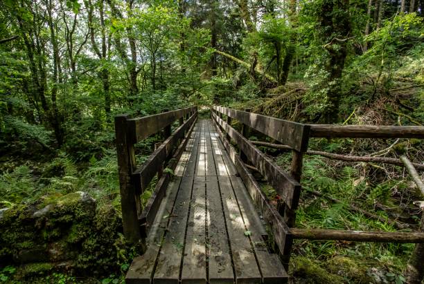 istock Bridge Over Waterfall: Rob Roy's Grave, Balquidder, Scotland. 1269941045