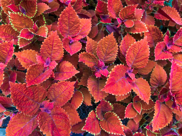 istock Coleus Wizard Rose flowers 1269941244