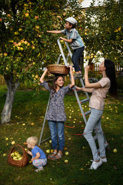 family harvesting apples. - apple tree apple orchard apple autumn imagens e fotografias de stock