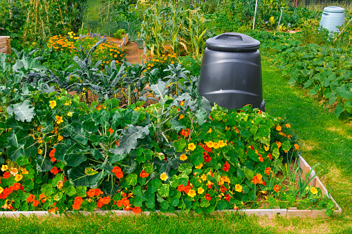 A colourful allotment garden in the summer with flowers, vegetables and a compost bin