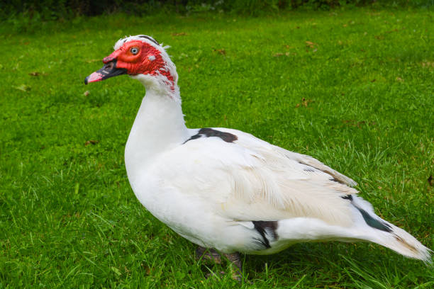 istock Handsome Muscovy Drake Duck 1269942435