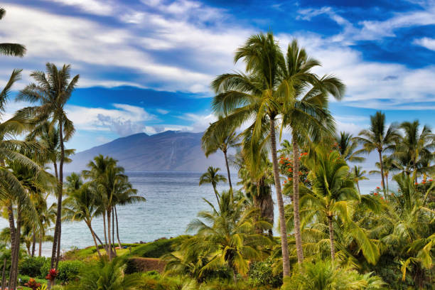 istock Tropical palm tree and ocean view on Maui. 1269942497