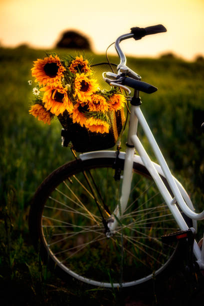 istock Vintage bicycle with sunflowers 1269942571
