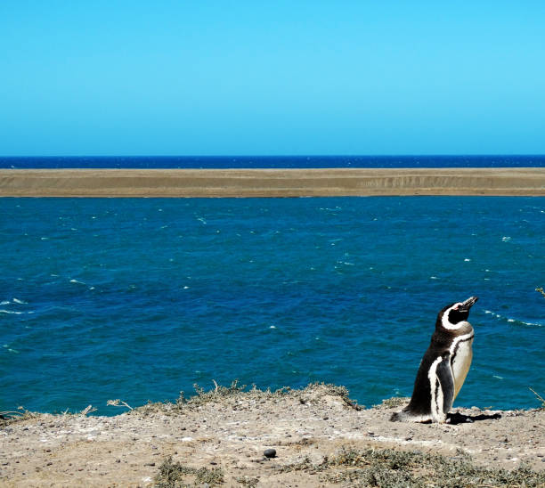 istock Penguin in Peninsula Valdes 1269946433