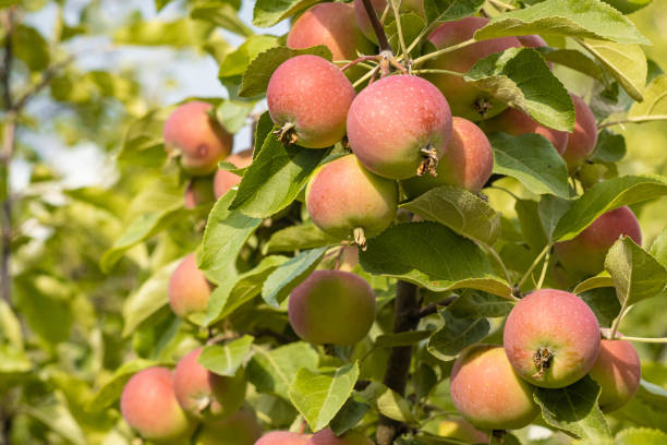 istock Autumn day. Red apples ripe othe tree. 1269946522
