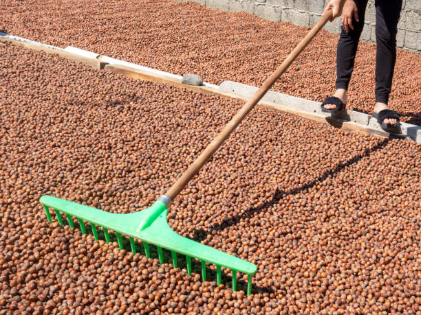 a woman is mixing nuts with a rake and dries a lot of organic nuts