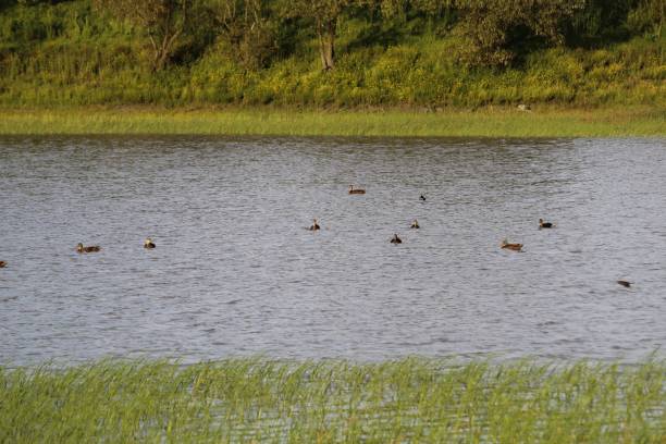 istock duck swimming with her young in a lake 1269947425