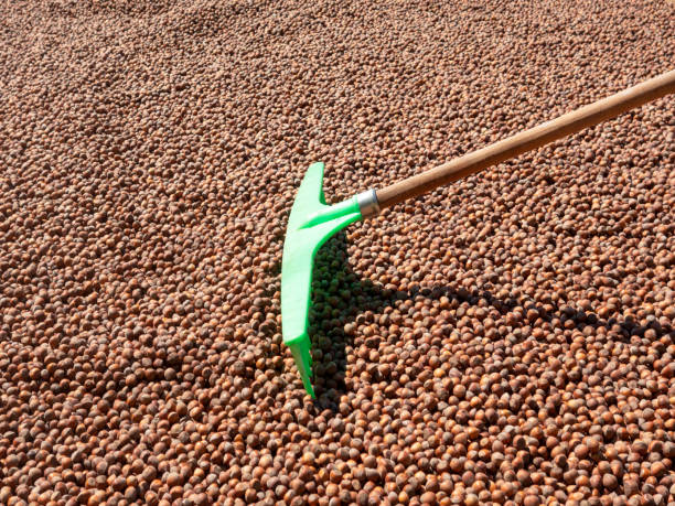 harrowing the hazelnuts and drying a lot of organic