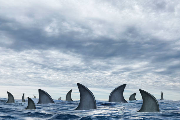 istock Sharks In The Ocean 1269949359