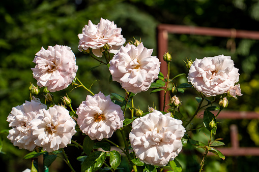 Blooming flowers of roses on the branch in the garden