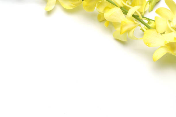 istock Cooktown Orchid in a white background 1269952378