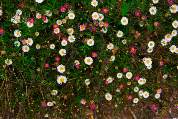 istock Daisy flowers (Bellis perennis) in a garden 1269952466