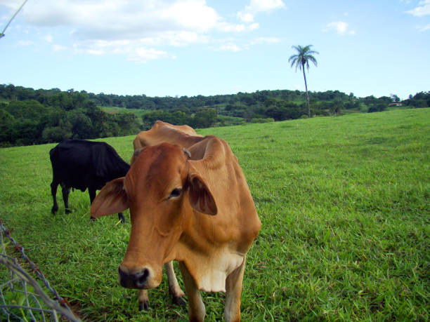 istock Brazilian cow 1269954215