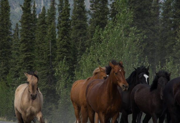 istock Horses trotting through a pine forest 1269954398