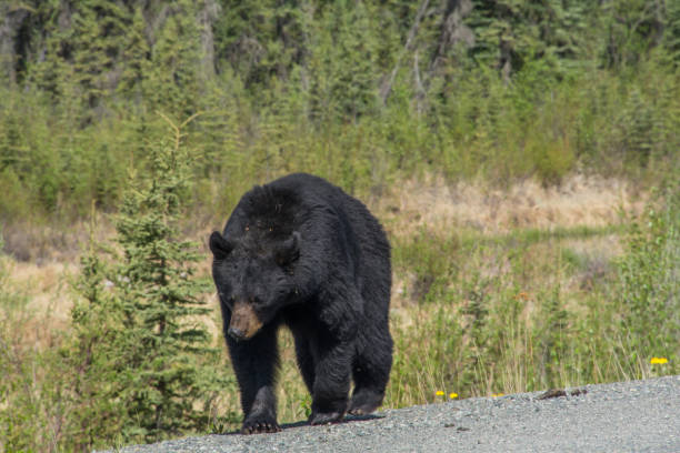 istock Muscular black bear in the Yukon 1269954408