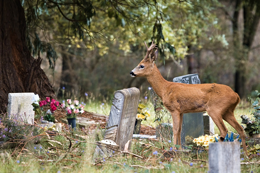 Male roe deer buck (Capreolus capreolus) gazing into the distance of Brookwood cemetery