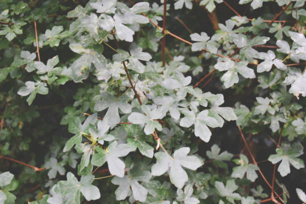 istock Green leaves in the woods 1269956784