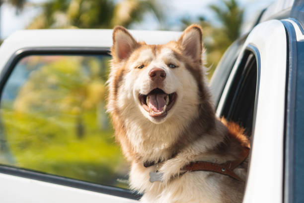 Siberian Husky, Dog, Walking, Car window, Adventure
