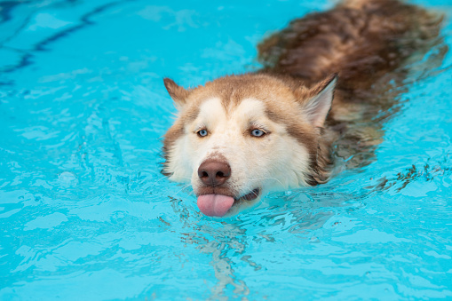 Siberian Husky, Dog, Swimming, Pool, Leisure