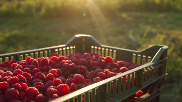 Close up of raspberries bathed in the sun in a crate in the middle of the field