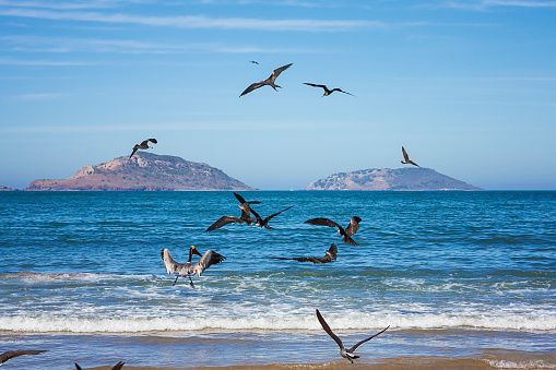 Dozens of pelicans glide over Mazatlan Beach at the height of the fishing area.