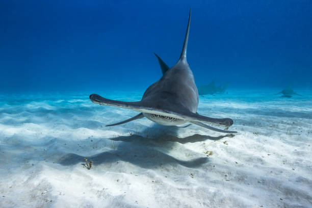istock Great Hammerhead in caribbean sea 1269960065