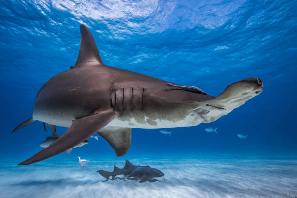 istock Great Hammerhead in caribbean sea 1269960066