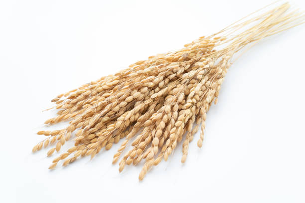 istock Ears of rice on a white background 1269962748