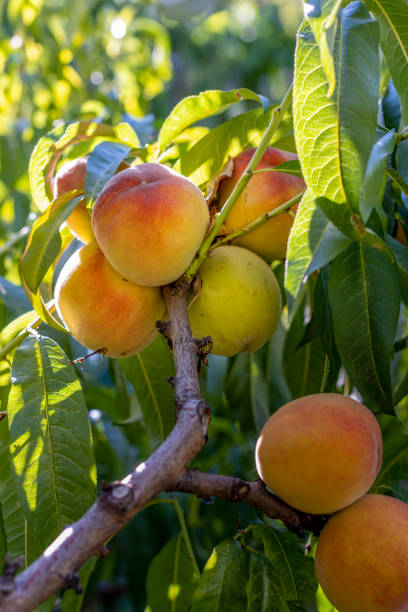 istock Peach fruits on tree, close-up 1269963332