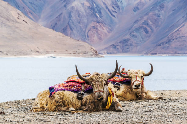 A pair of yaks resting on Pangong Tso (Lake) in Ladakh, India, near the Line of Actual Control between China and India stock photo