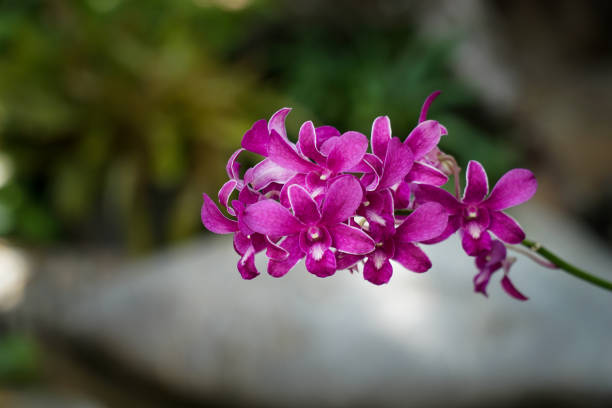 Orchid – Foto