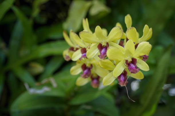 Orchid – Foto