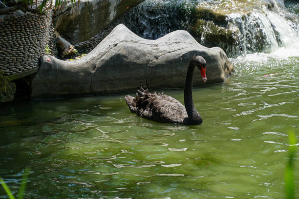 schwarzer Schwan – Foto