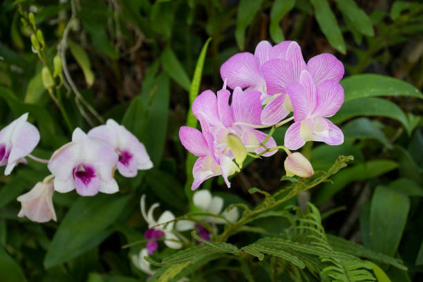 Orchid – Foto