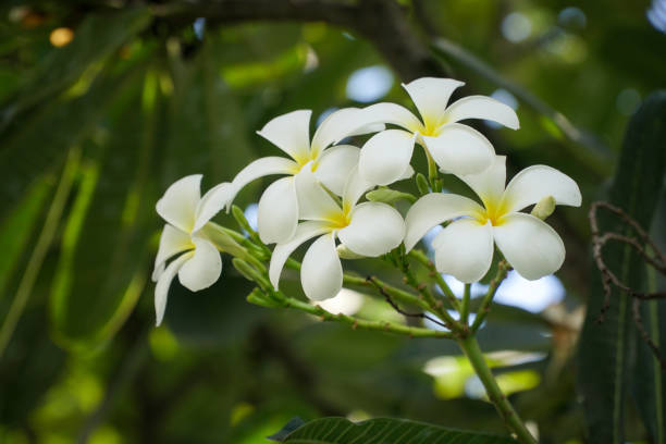 Plumeria – Foto