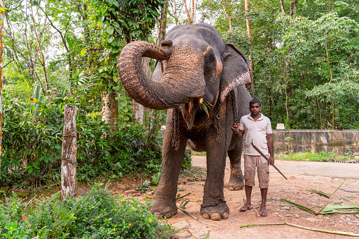 Sri Lankan man with his domestic trained elephant on the street in a small village in Sri Lanka.