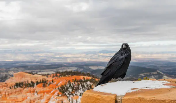 Photo of Raven at the Rainbow Point Overlook, Bryce Canyon National Park, Utah, USA.