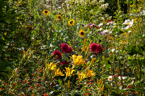 Close up shot of wildflower garden in bright sunlight