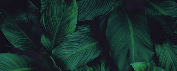 texture astratti di foglie verdi, sfondo naturale, foglia tropicale - banana leaf foto e immagini stock