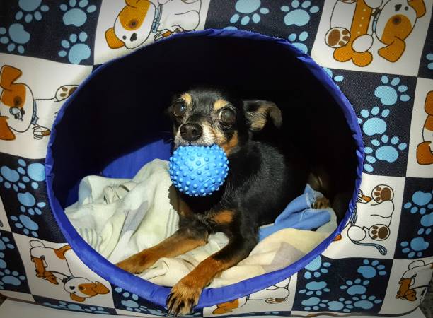 istock Pinscher dog playing with ball inside his house. 1269972182