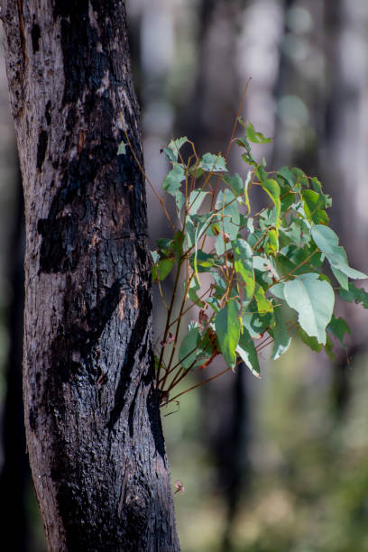 istock After the fires. Regeneration in a NSW rainforest. 1269972699