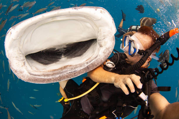 Scuba selfie with a Whale Shark behind!